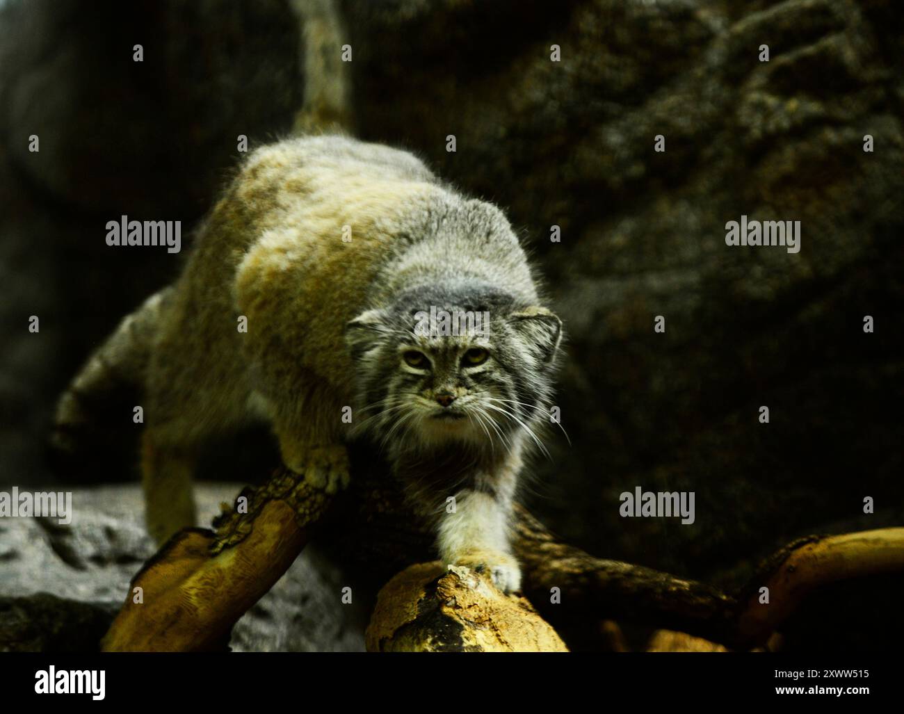 A beautiful Pallas's cat at the Brooklyn zoo in New York City, United States. Stock Photo