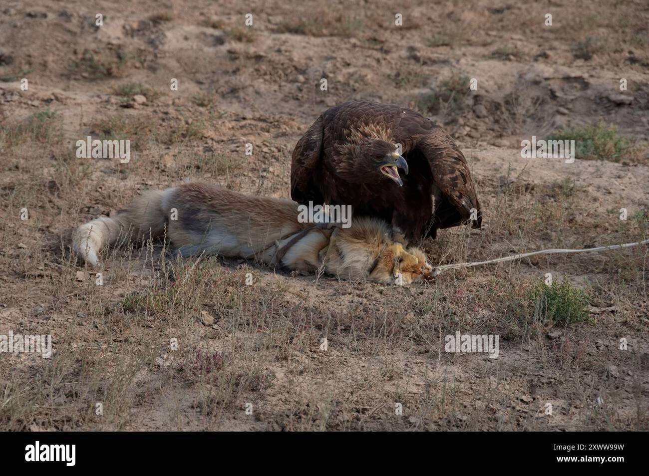 Fox training hi-res stock photography and images - Alamy