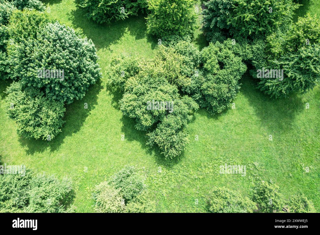 aerial top view of green park in sunny summer day. trees with lush ...