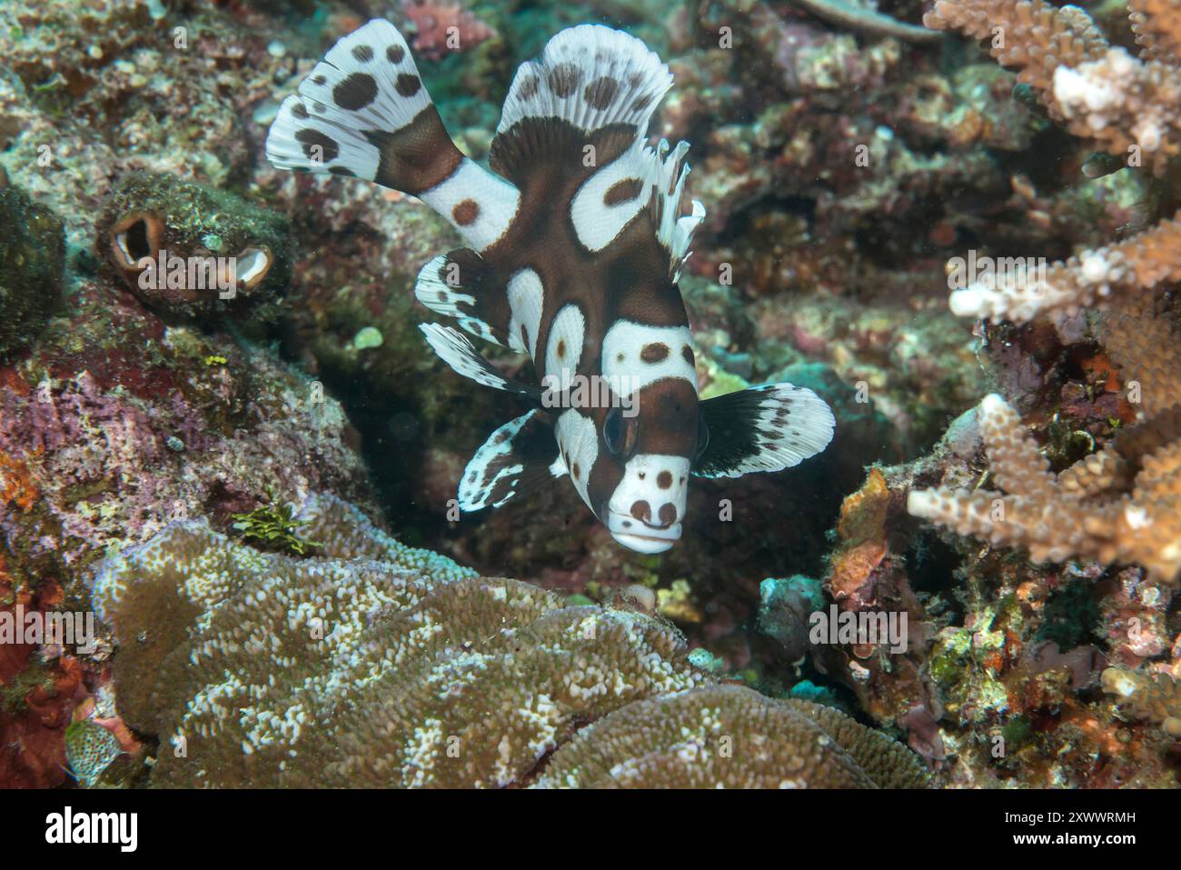 Spotted sweetlips, clown sweetlips or harlequin sweetlips swims over corals of Bali Stock Photo