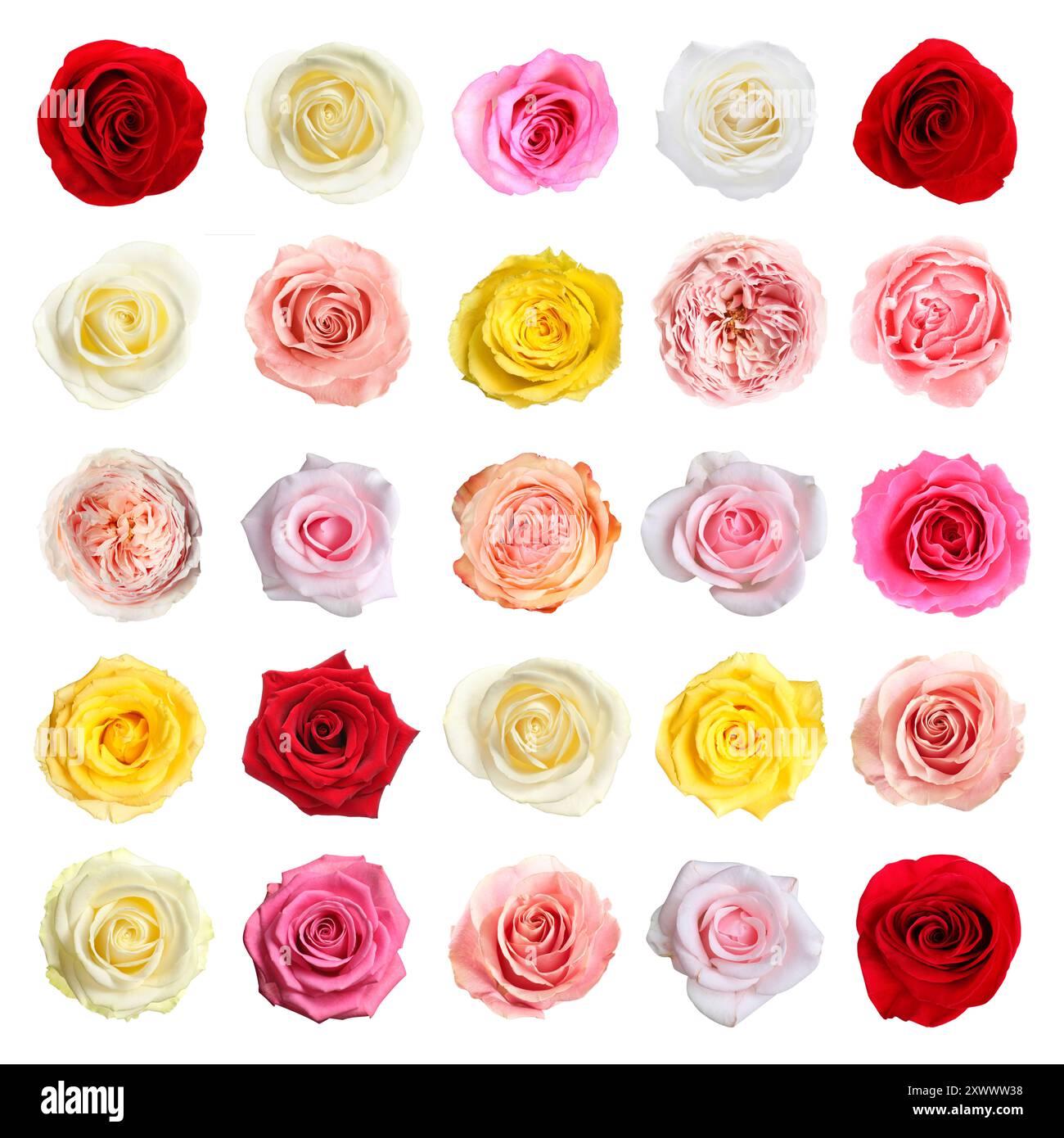 Set different roses isolated Cut Out Stock Images & Pictures - Alamy
