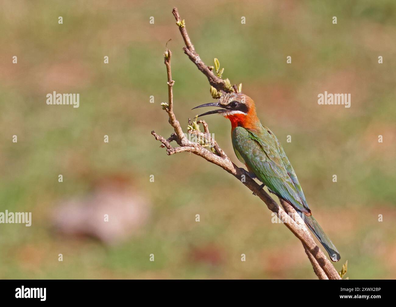 South Africa, Kruger National Park: white-fronted bee-eater (merops ...
