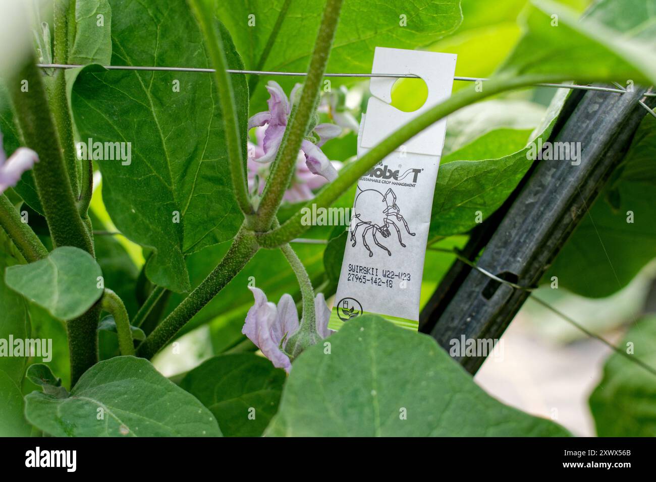 Biological pest control sachet at the bottom of an eggplant plant Stock ...