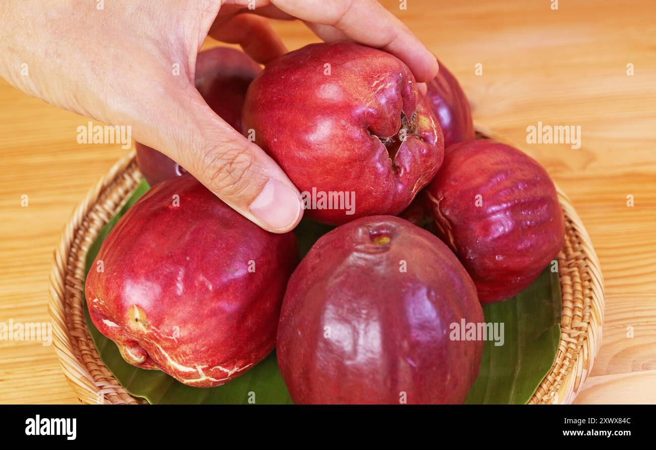 Hand Picking a Fresh Ripe Malay Apples Called Chompu Mameaw in Thailand ...