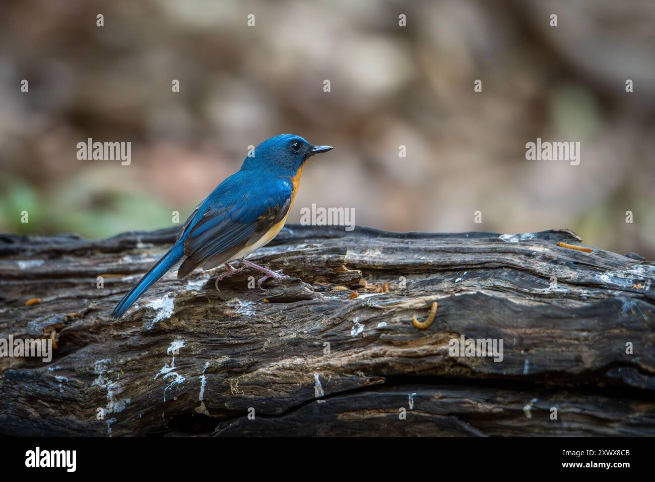 Small birds in Ma Da forest in Vinh Cuu district, Dong Nai province, Vietnam Stock Photo