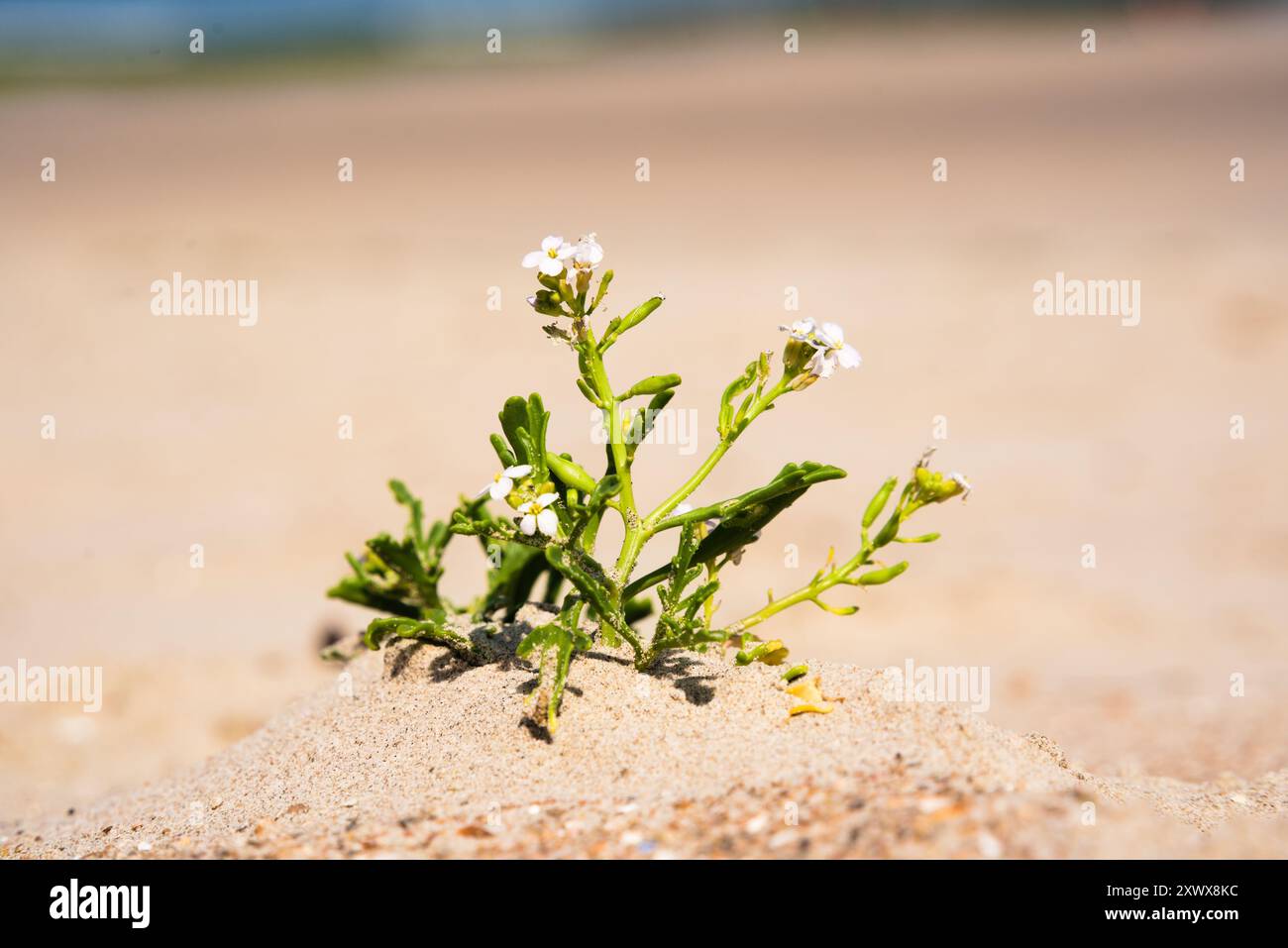 Coastal Resilience: Plant Thriving in Seaside Sand 2 Stock Photo