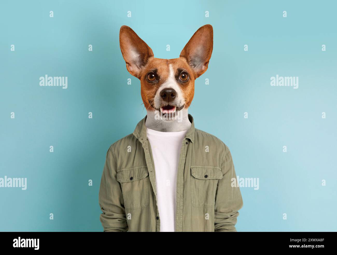 Dog Wearing A Green Shirt In Front Of Blue Background Stock Photo