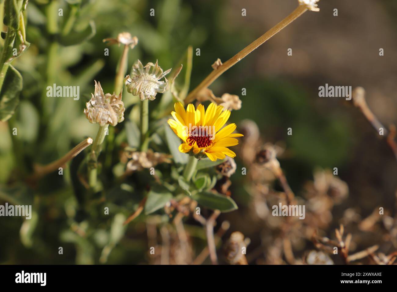 The calendula flower is also  used as a herbal medicine. You can find them with orange and yellow flowers Stock Photo