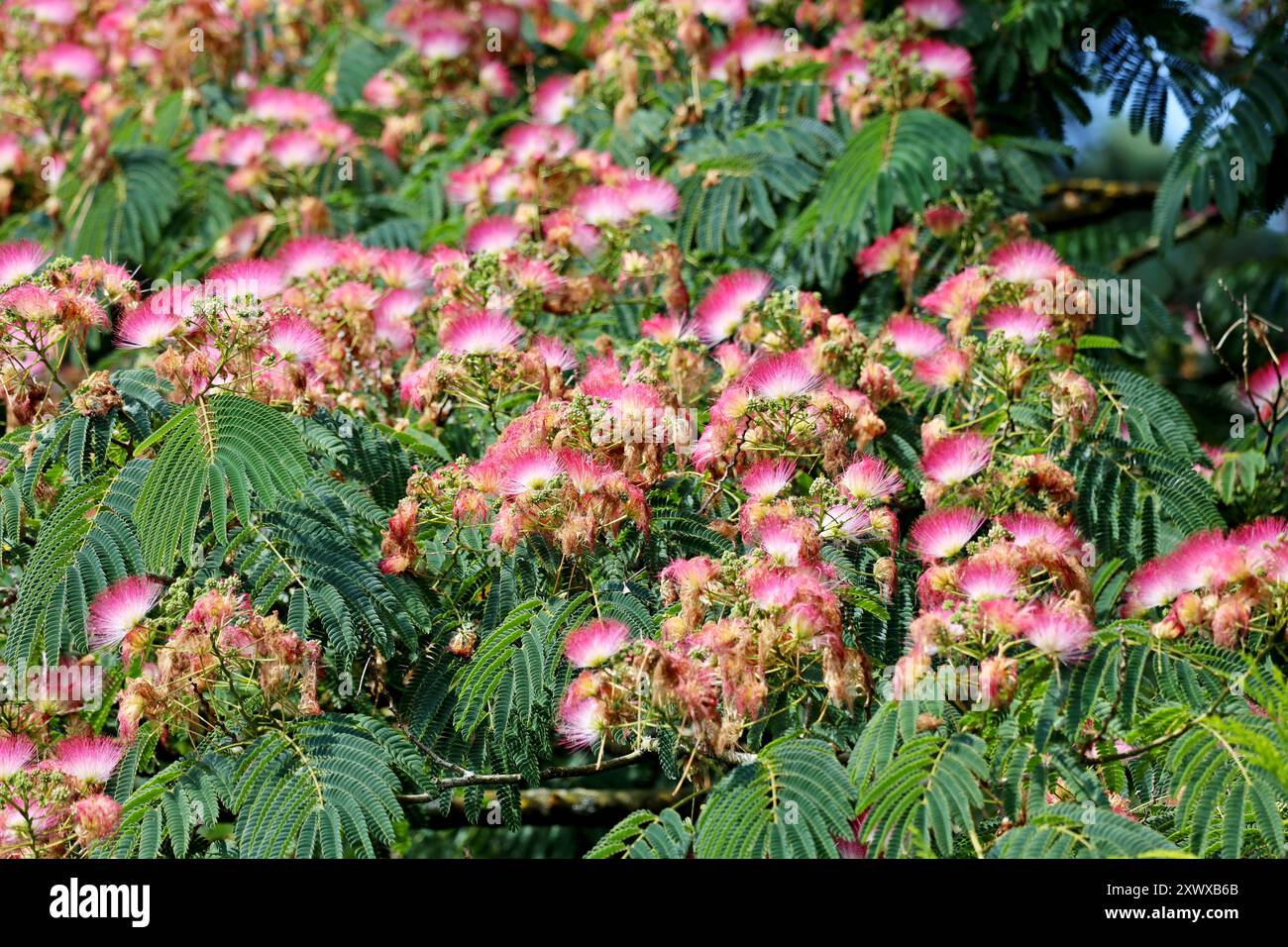 Albizia julibrissin, the Persian silk tree, pink silk tree, or mimosa ...