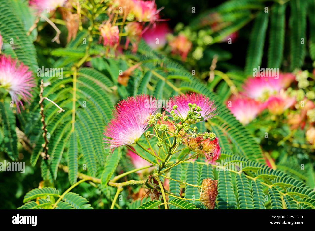 Albizia julibrissin, the Persian silk tree, pink silk tree, or mimosa ...