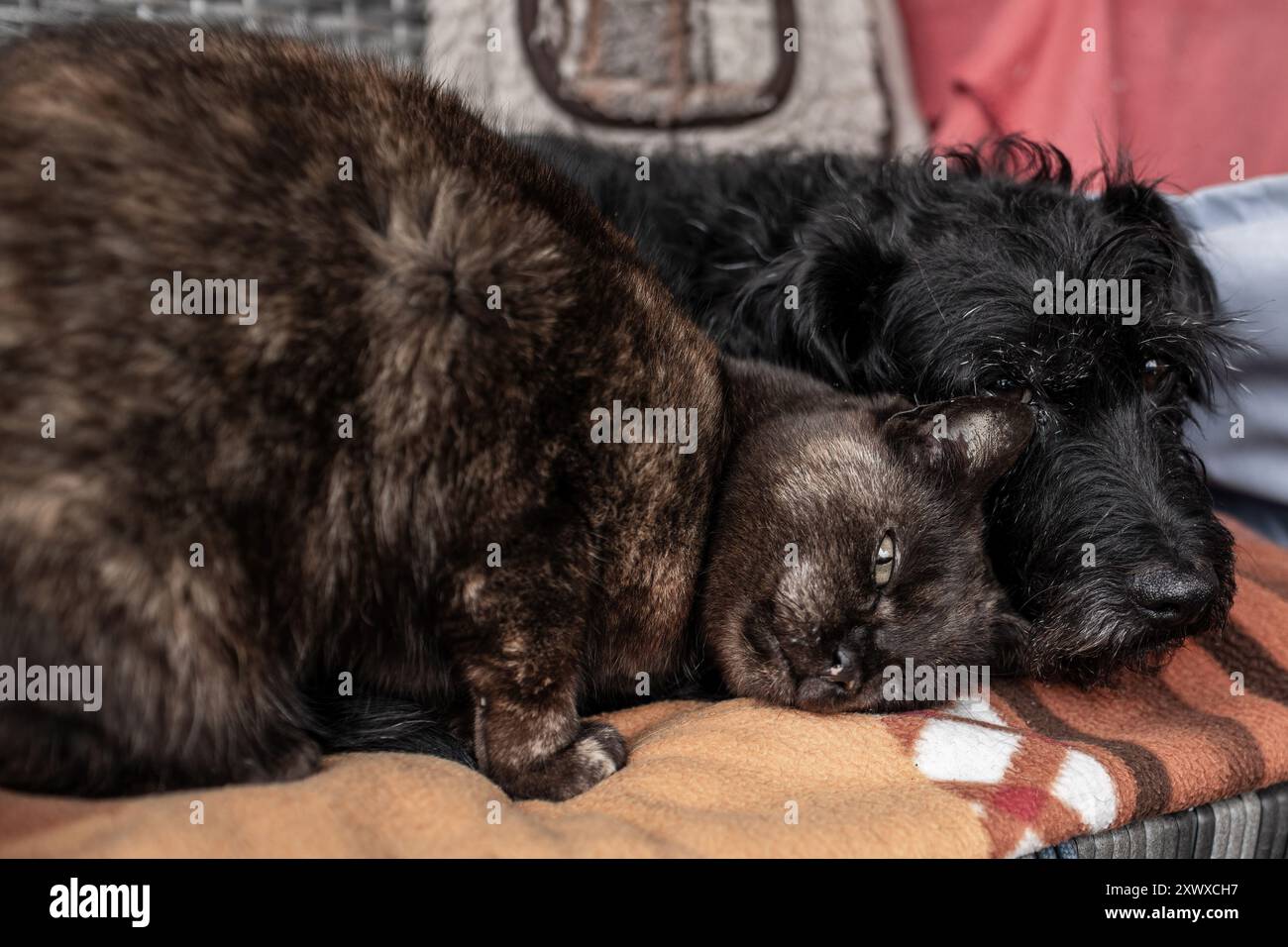 Cat and the dog cuddling together on the terrace sofa Stock Photo