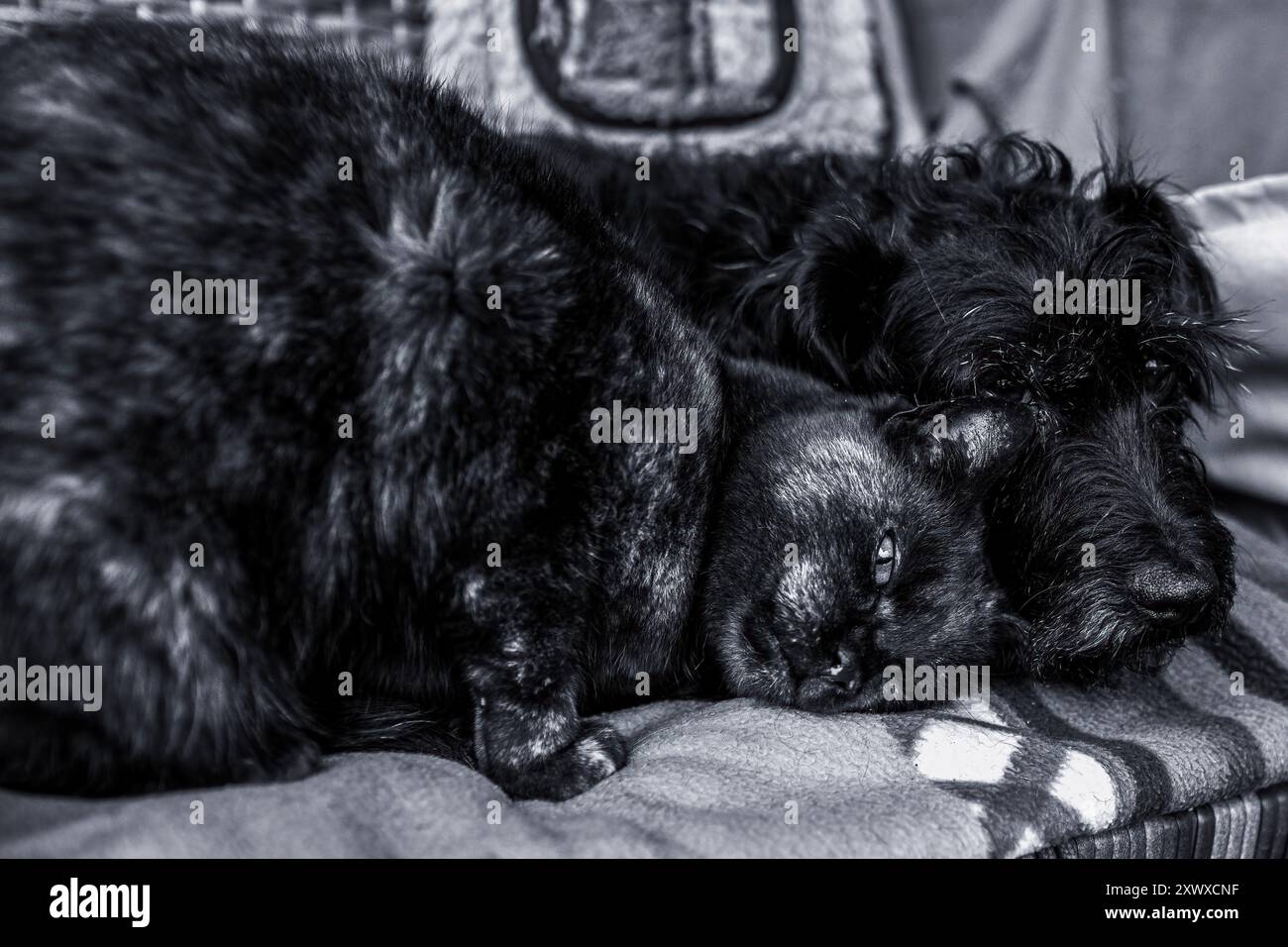 Cat and the dog cuddling together on the terrace sofa Stock Photo