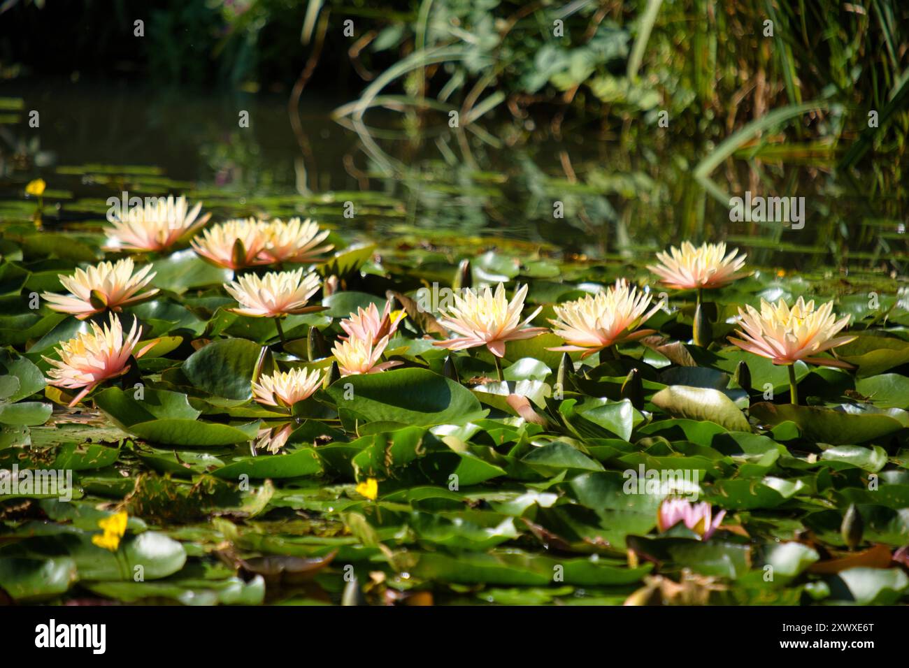 Seerosen im Teich *** Water lilies in the pond Stock Photo Alamy