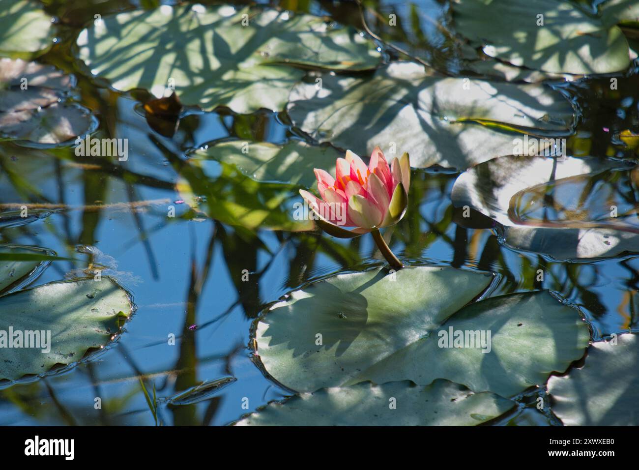 Seerose im Teich *** Water lily in the pond Stock Photo Alamy