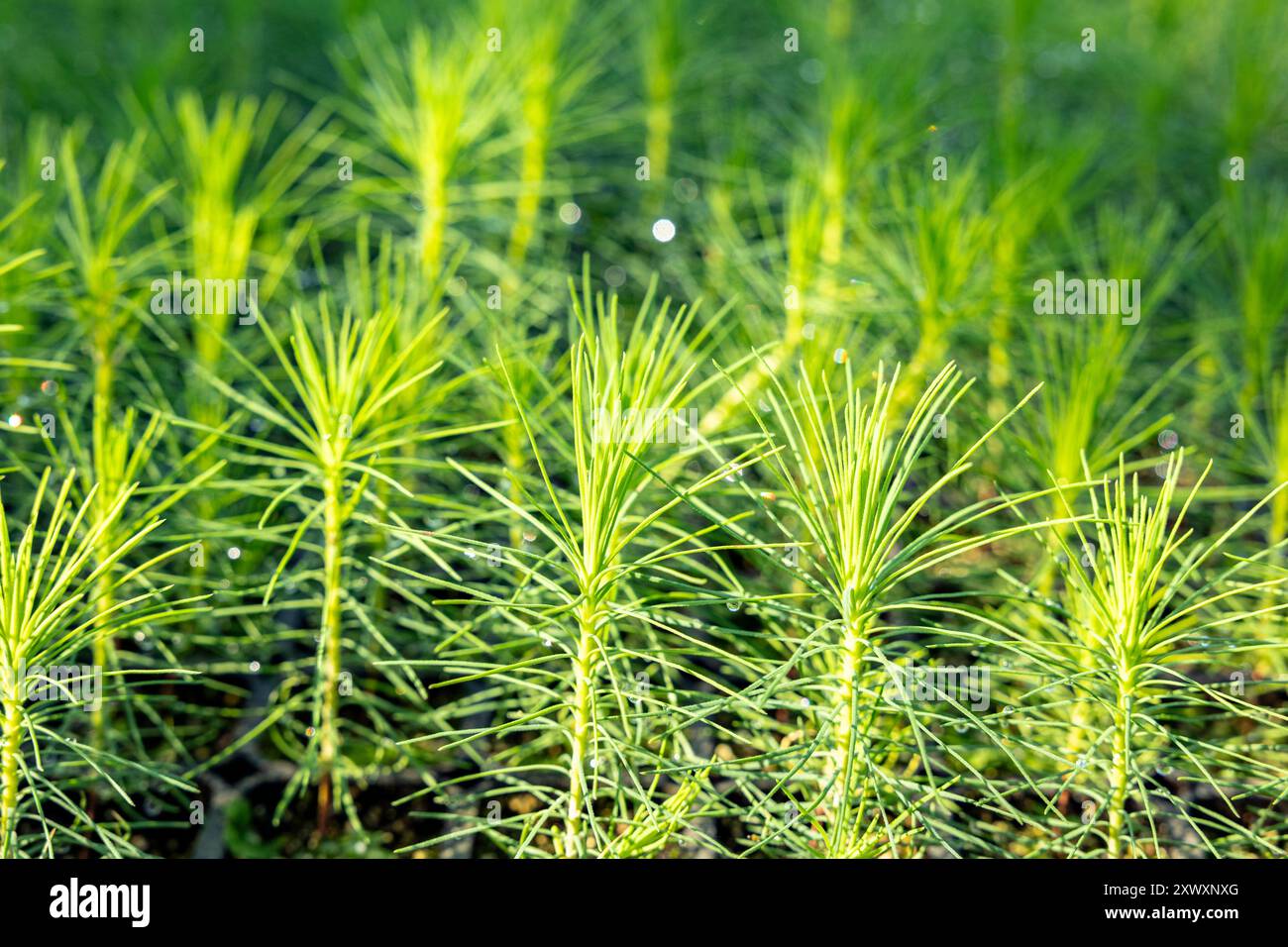 Young pine tree seedling. Growing young Christmas trees for ...