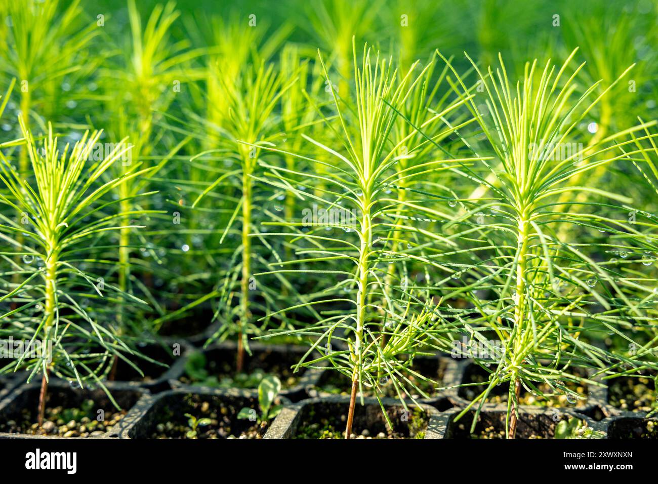 Young pine tree seedling. Growing young Christmas trees for ...