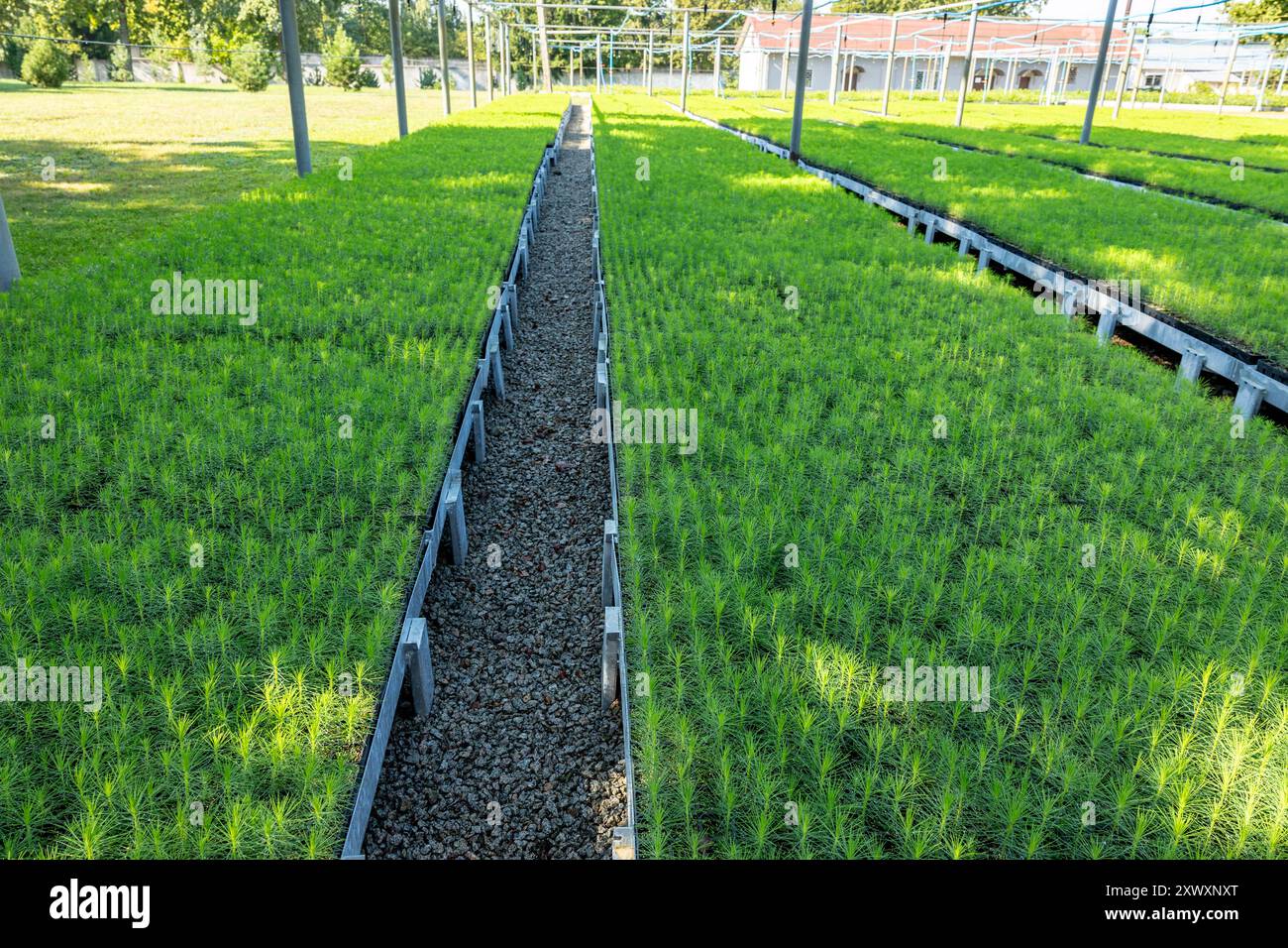 Small fir pine tree growing in a nursery plantation outdoor. rows with ...