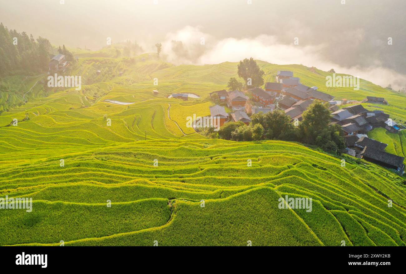 Congjiang, China. 21st Aug, 2024. CONGJIANG, CHINA - AUGUST 21, 2024 ...