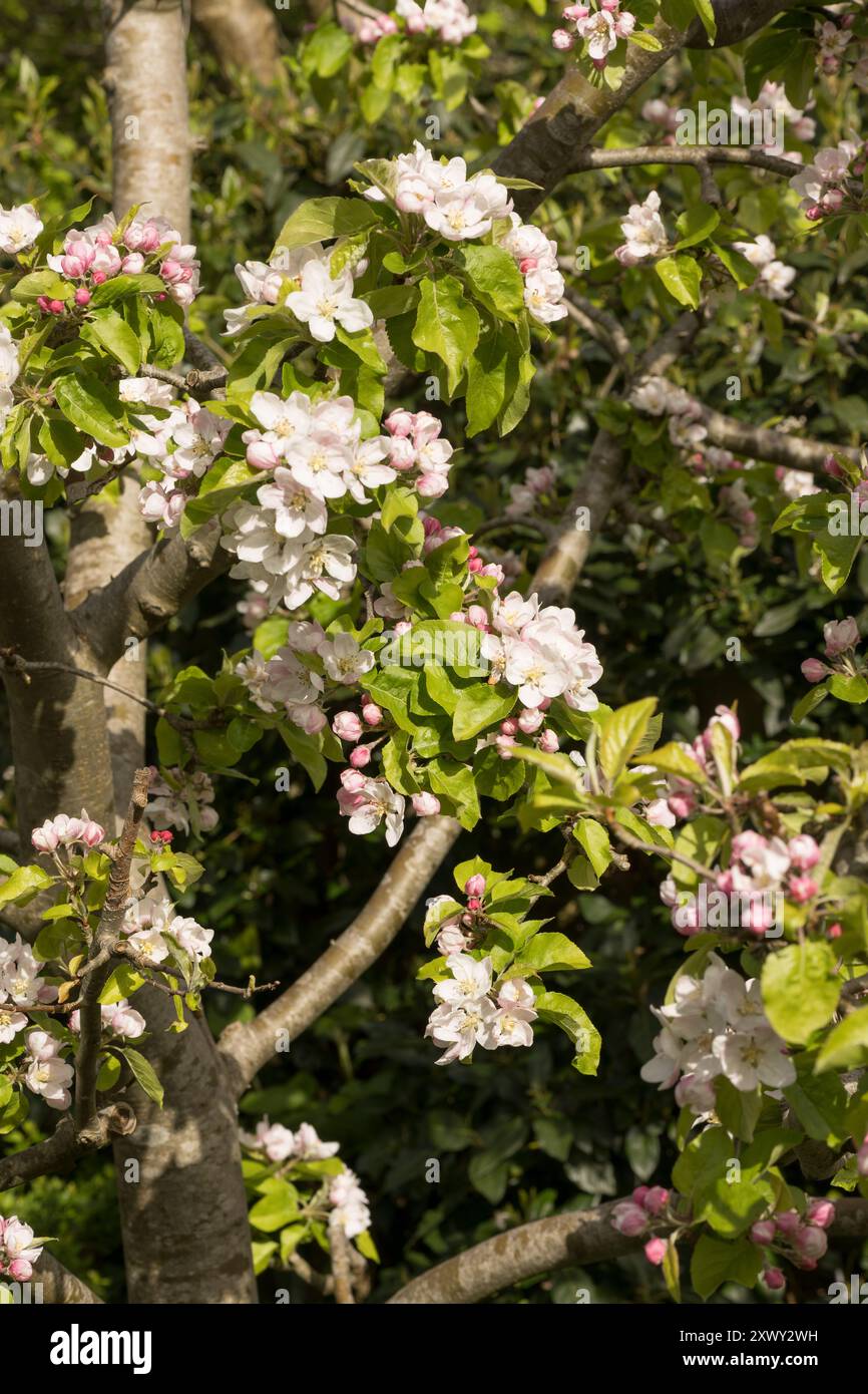 delightful fresh pink apple blossom and buds on an autumn pruned Malus tree that has encouraged an abundance of blossom Stock Photo