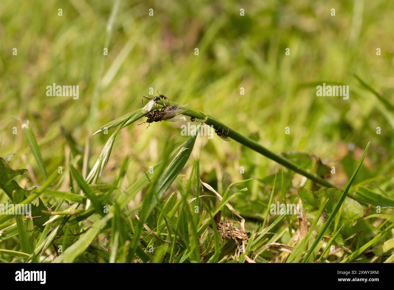 Nuptial flight of new winged queen ants with winged king ants in pursuit climbing grass ready for flight to form new colony, Lasius niger Stock Photo