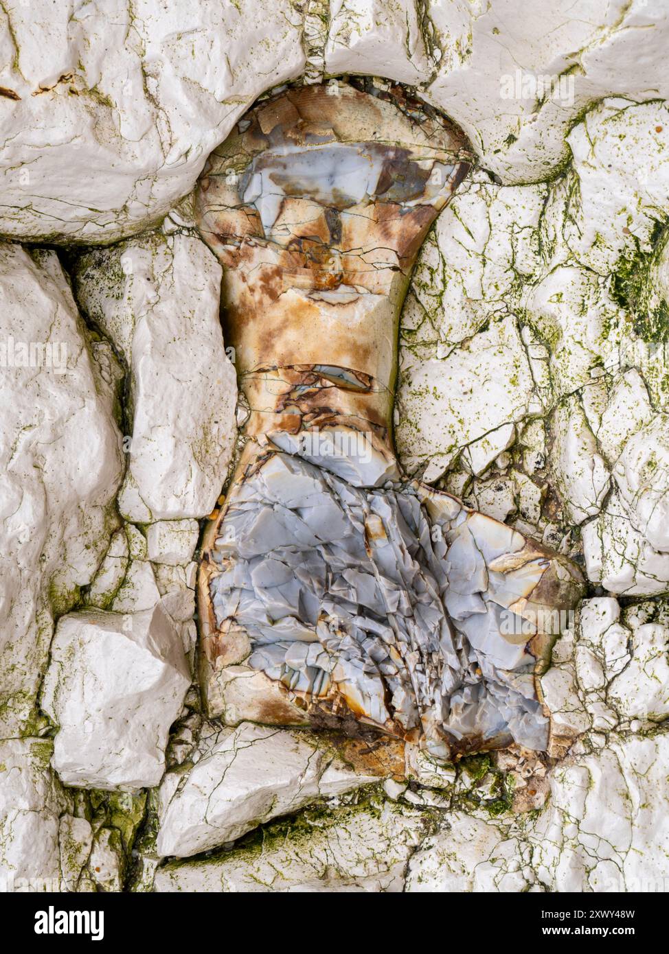 Inclusions On Rocks Inclusion in chalk rock on a beach Stock Photo - Alamy