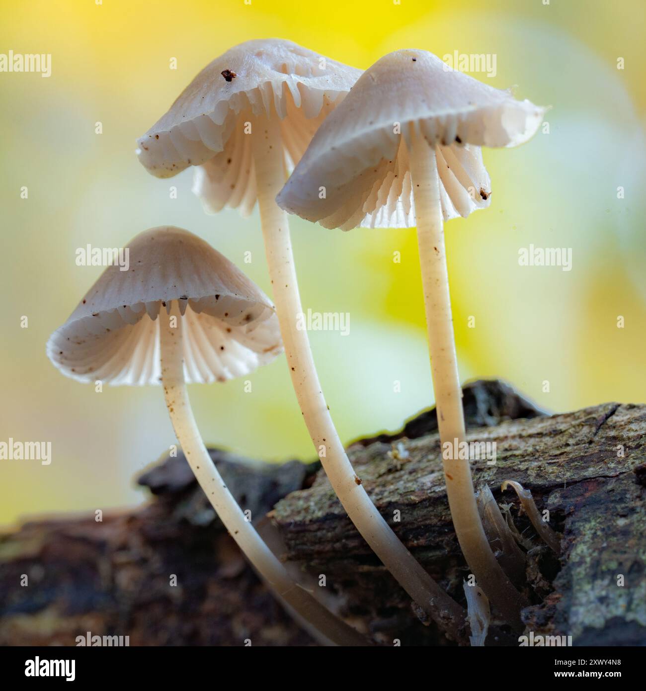 Fungi growing in an autumn forest Stock Photo - Alamy