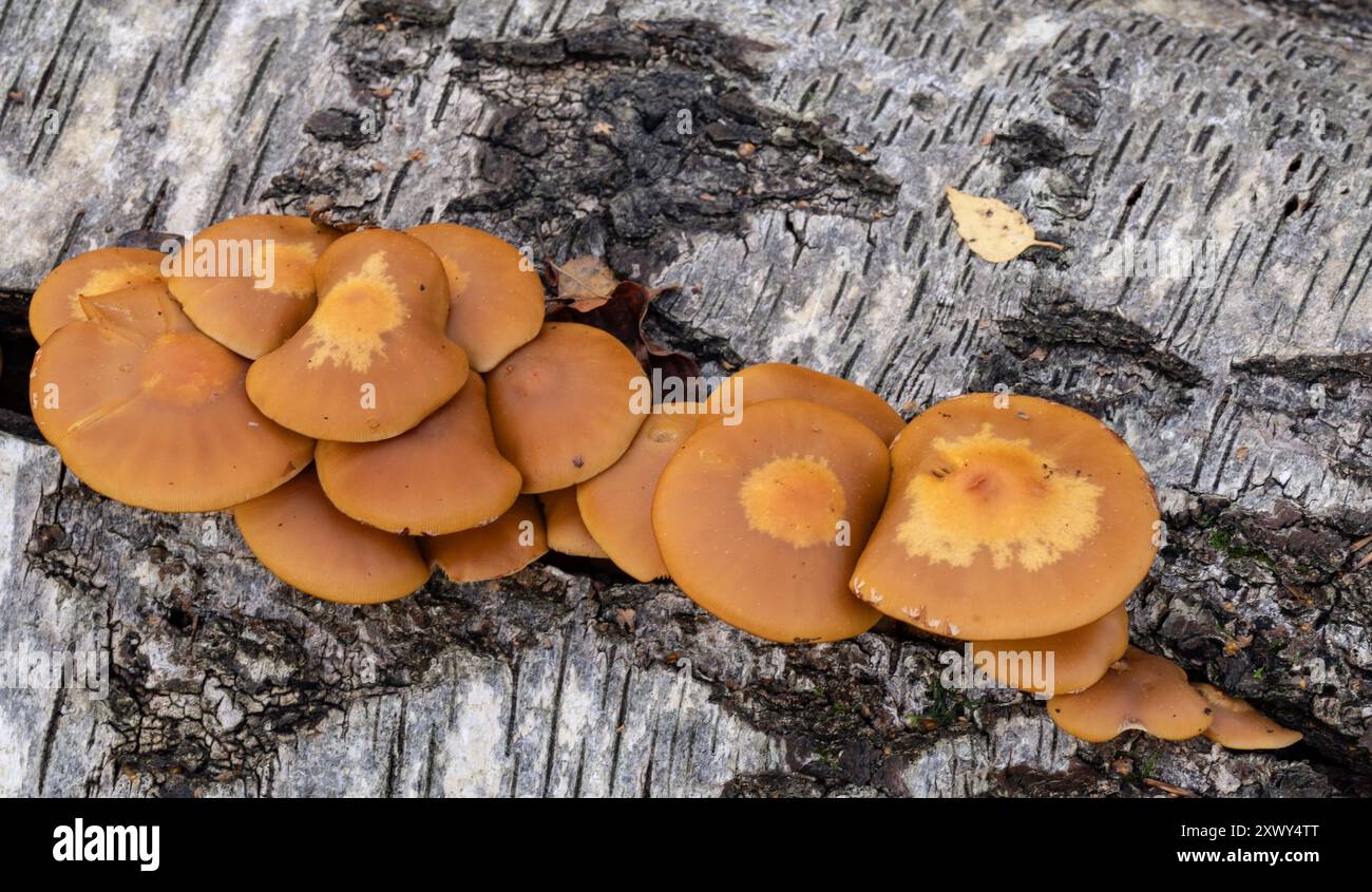 Fungi growing on forest floor Stock Photo - Alamy