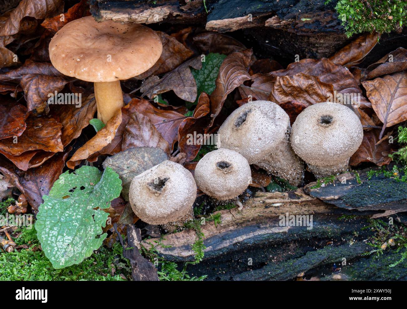 Fungi growing on forest floor Stock Photo - Alamy