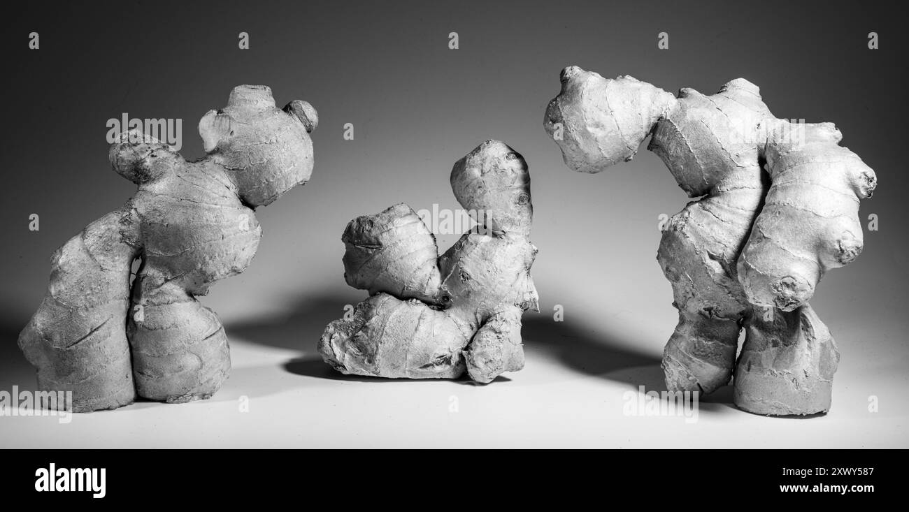 Ginger Family Roots Family roots Black and White Stock Photos & Images - Alamy