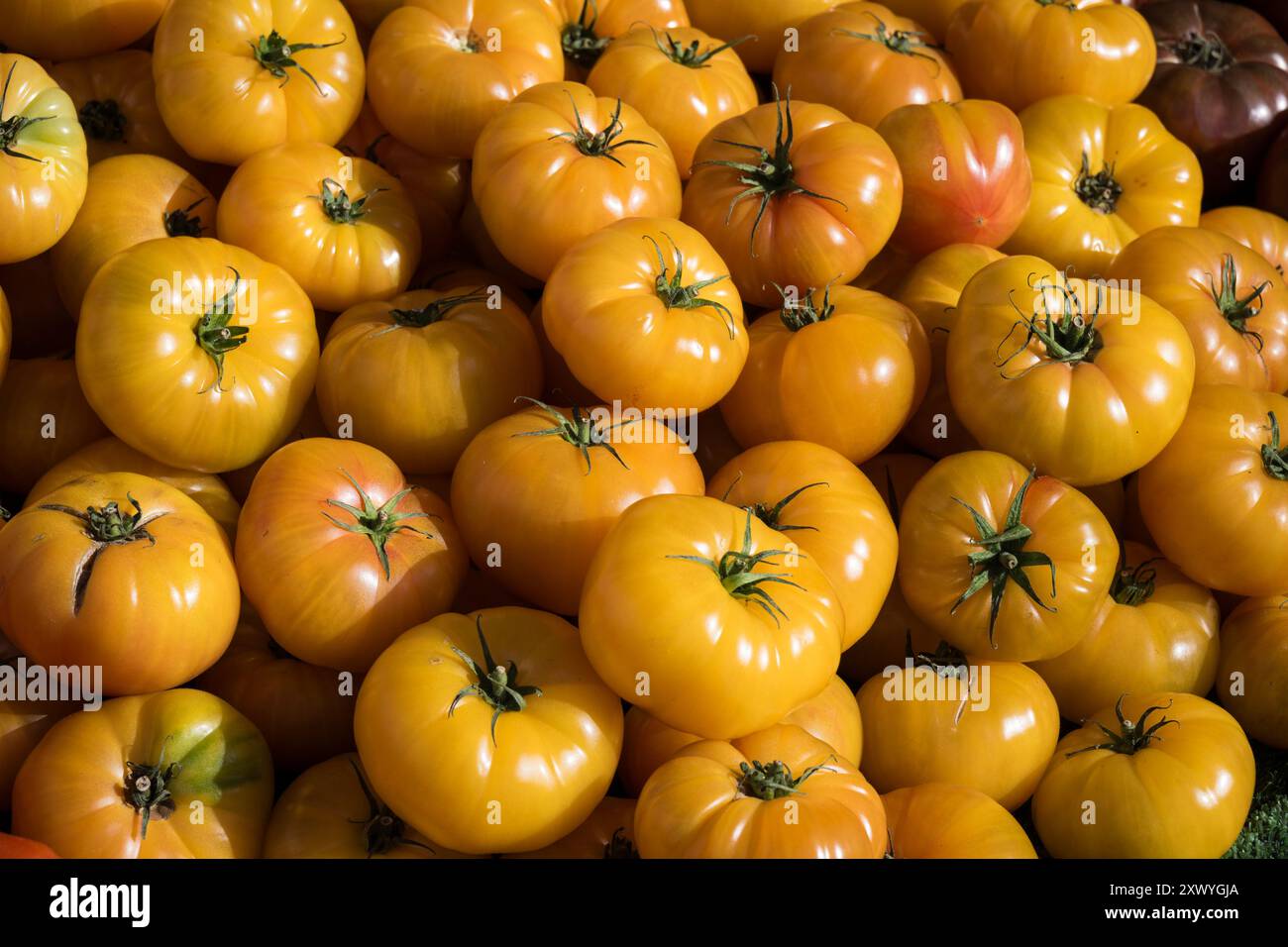 Fresh tomatoes on sale in Paris street market Stock Photo - Alamy