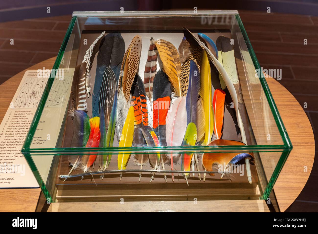 Collection of colourful pattern feathers from various bird species encased, educational purposes. Stock Photo
