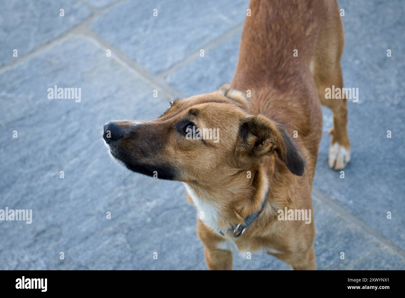Leera the dog Stock Photo - Alamy