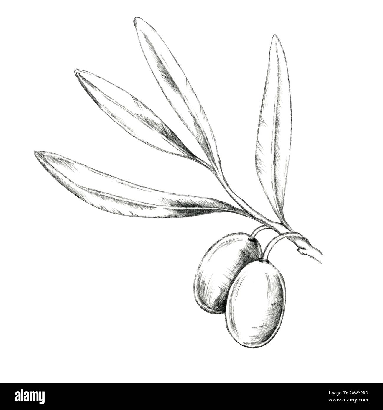 Olive branch with two detailed olives and narrow leaves. Isolated ...