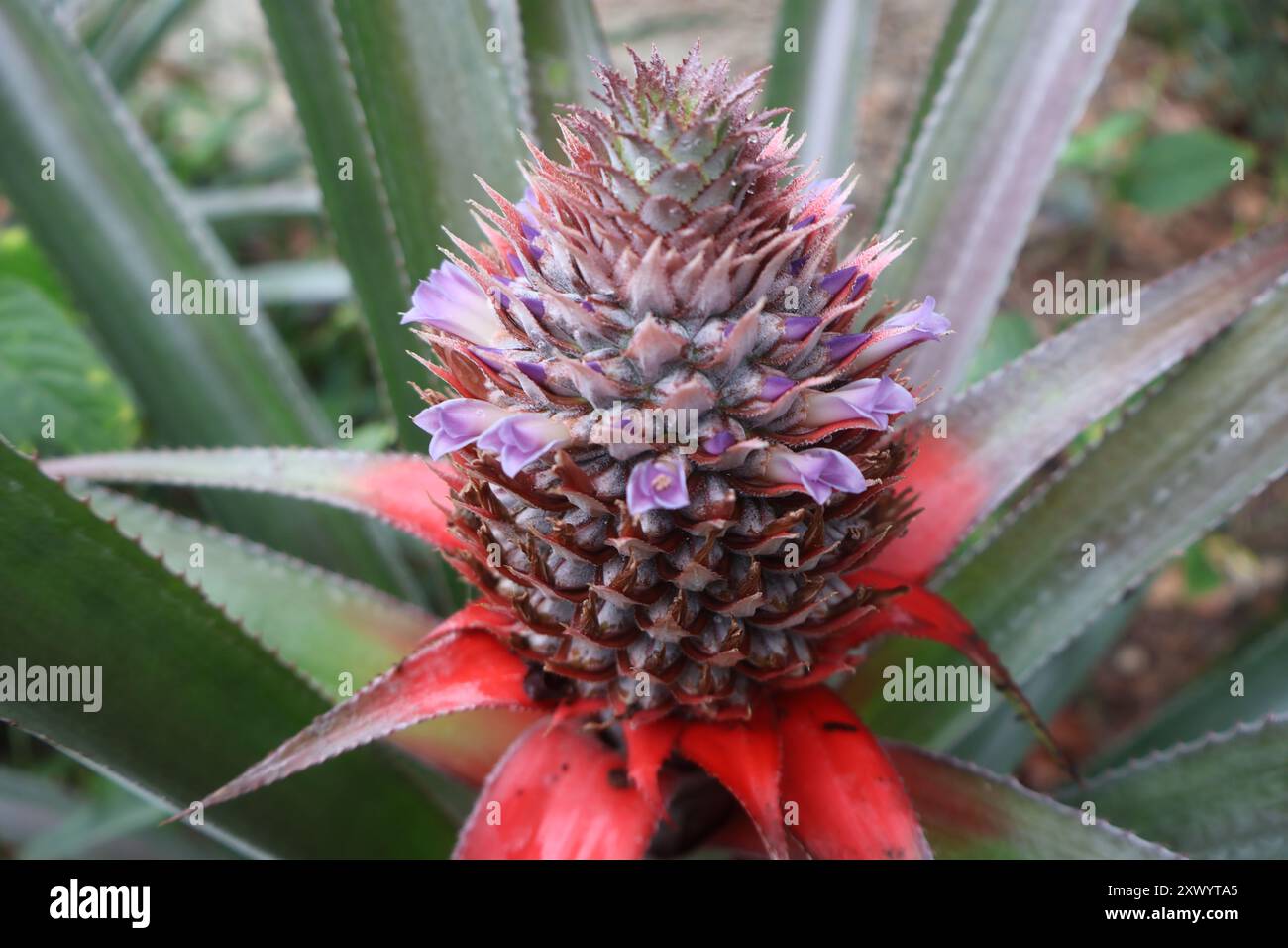 young pineapple with purple flowers very beautiful Stock Photo