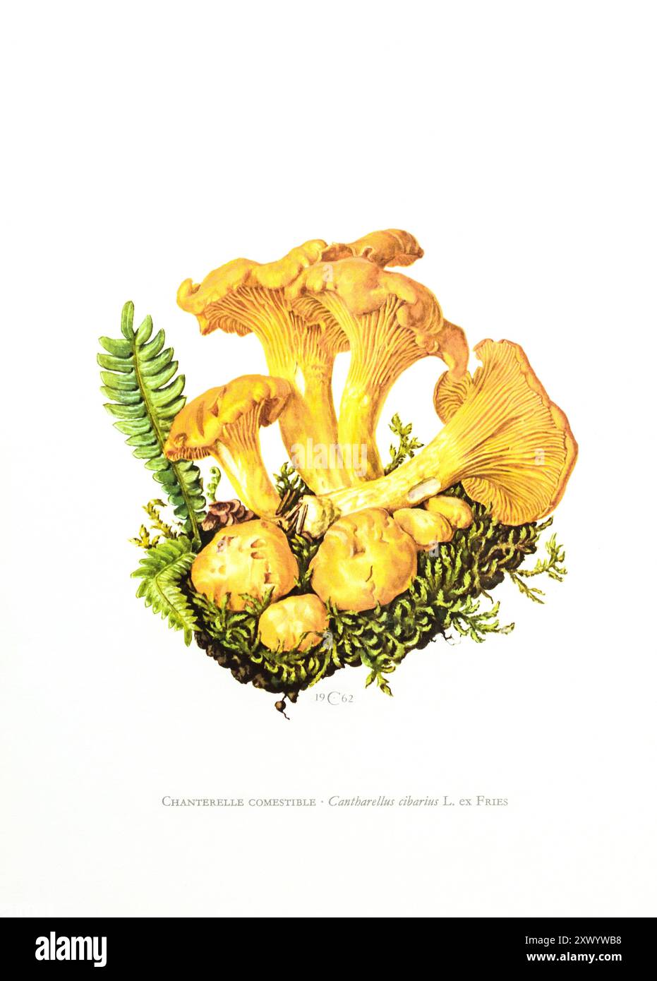 Illustration by Claus Caspari from the "Collection de Documents d'Histoire Naturelle" of Cantharellus cibarius mushroom. Stock Photo