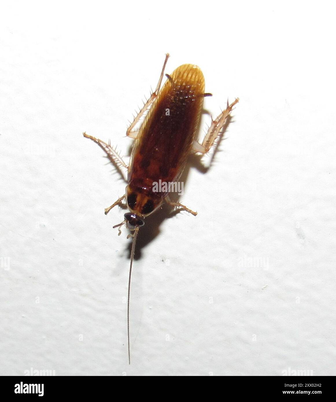 Cockroaches and Termites (Blattodea) Insecta Stock Photo - Alamy