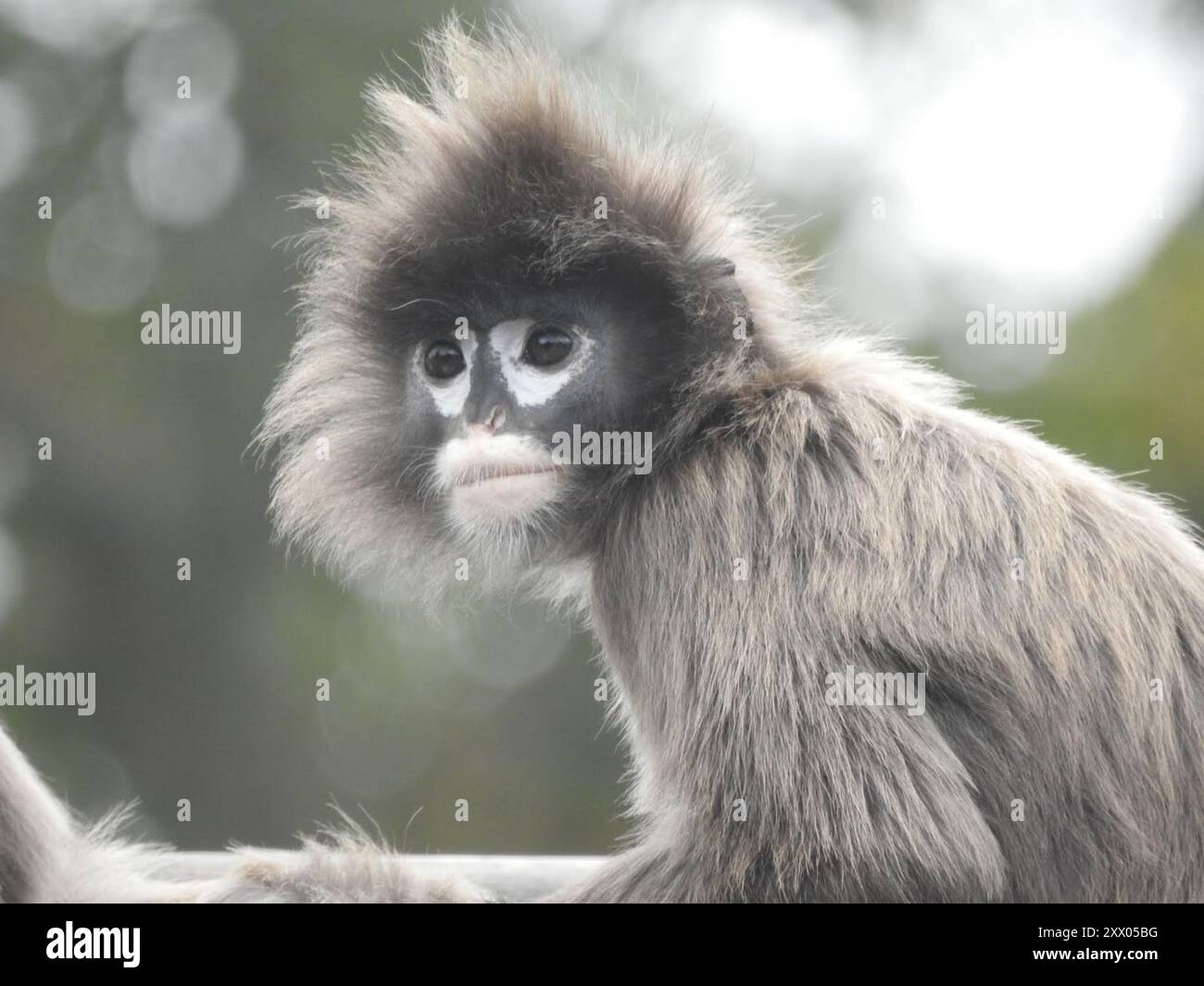 Phayres leaf monkey hi-res stock photography and images - Alamy