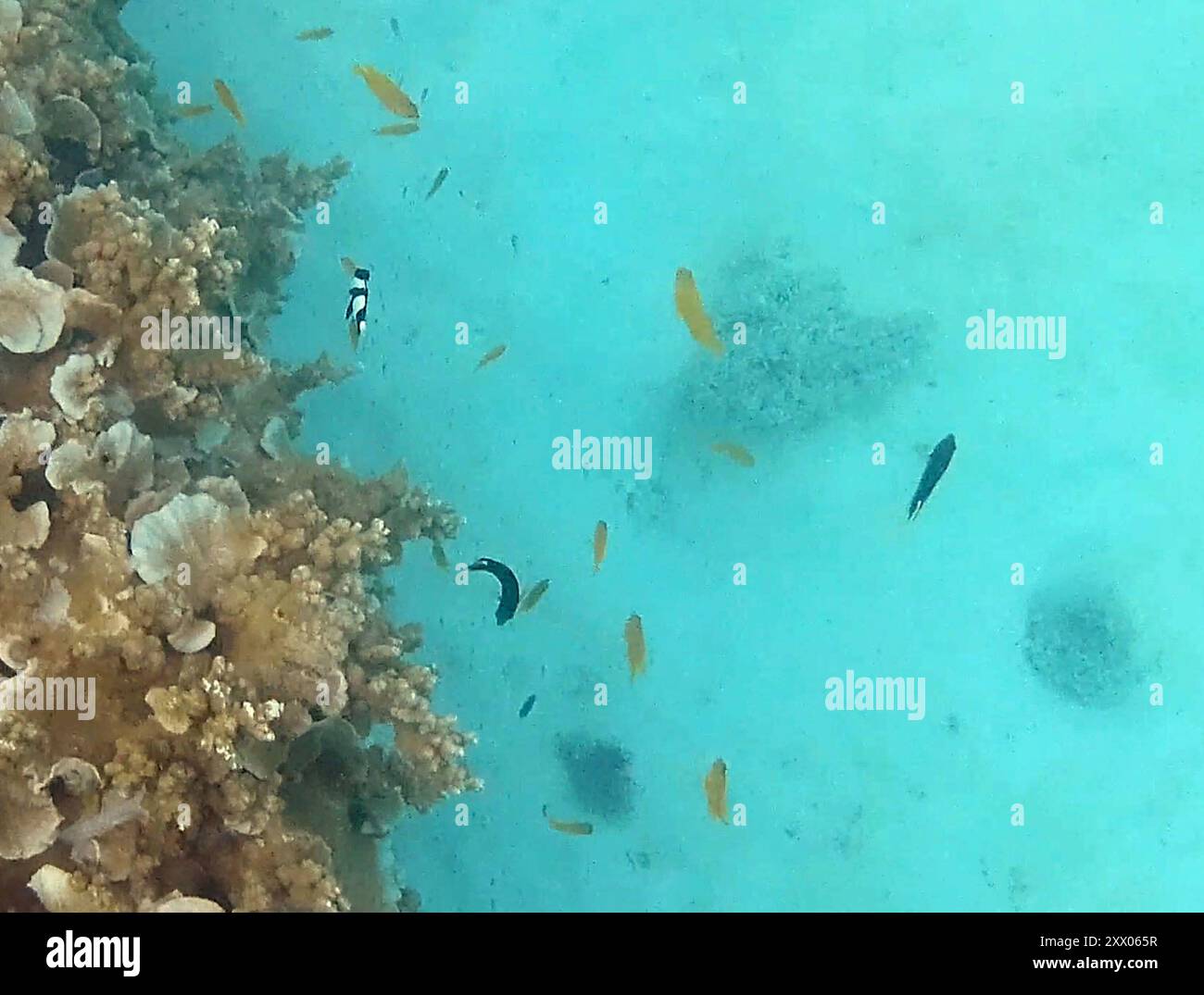 Ray-finned Fishes (Actinopterygii) Actinopterygii Stock Photo - Alamy