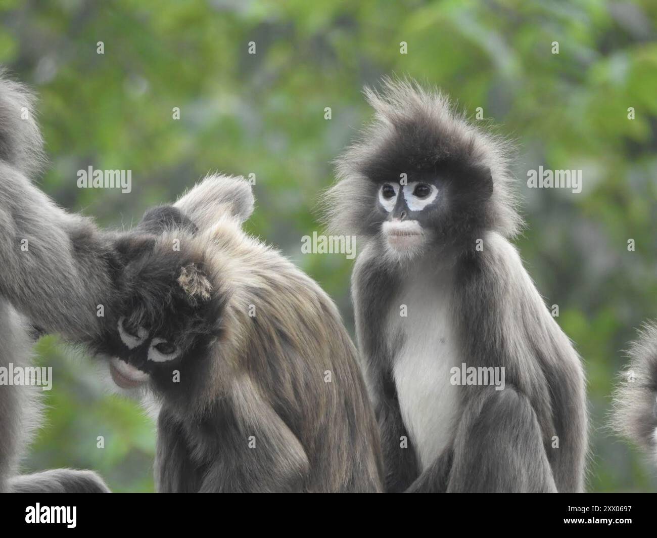Phayres leaf monkey hi-res stock photography and images - Alamy