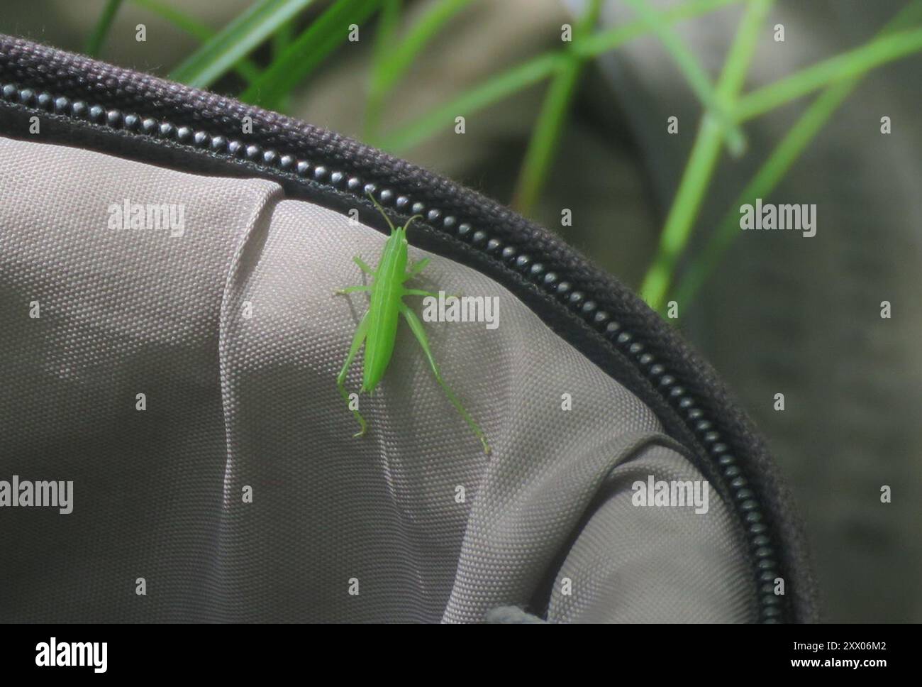 Common Coneheads (Neoconocephalus) Insecta Stock Photo - Alamy