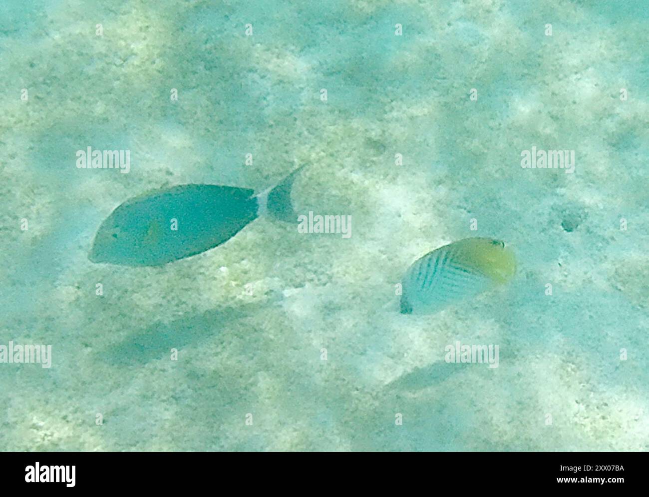 Threadfinbutterfly Fish Threadfin Butterflyfish (Chaetodon auriga) Actinopterygii Stock Photo ...