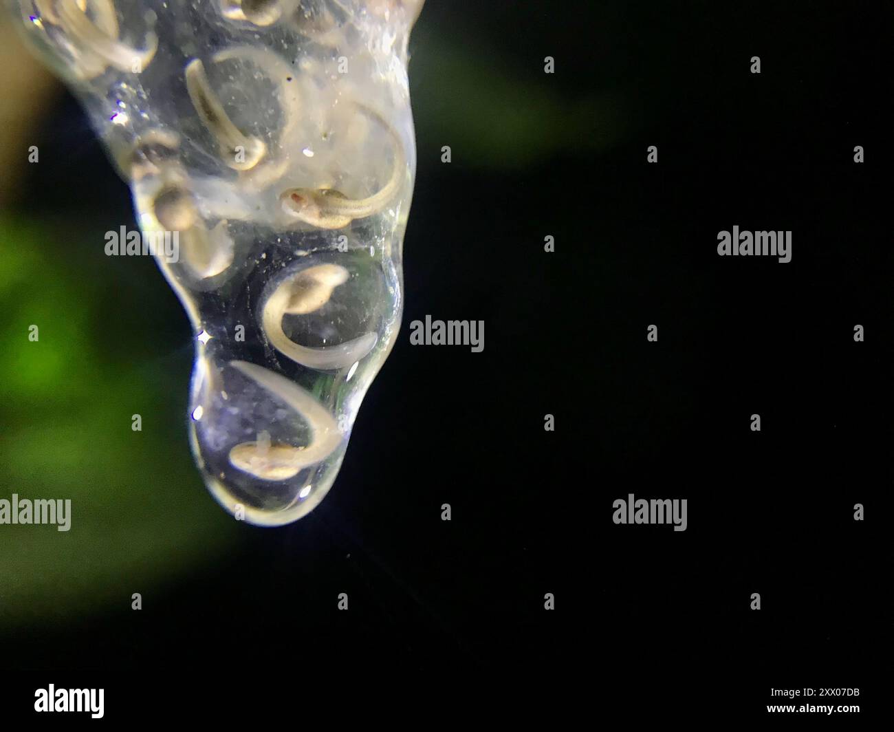 Tree Frogs and Allies (Hylidae) Amphibia Stock Photo - Alamy