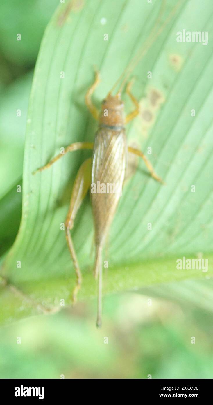 Insect File Grasshoppers, Crickets, and Katydids (Orthoptera) Insecta Stock Photo ...