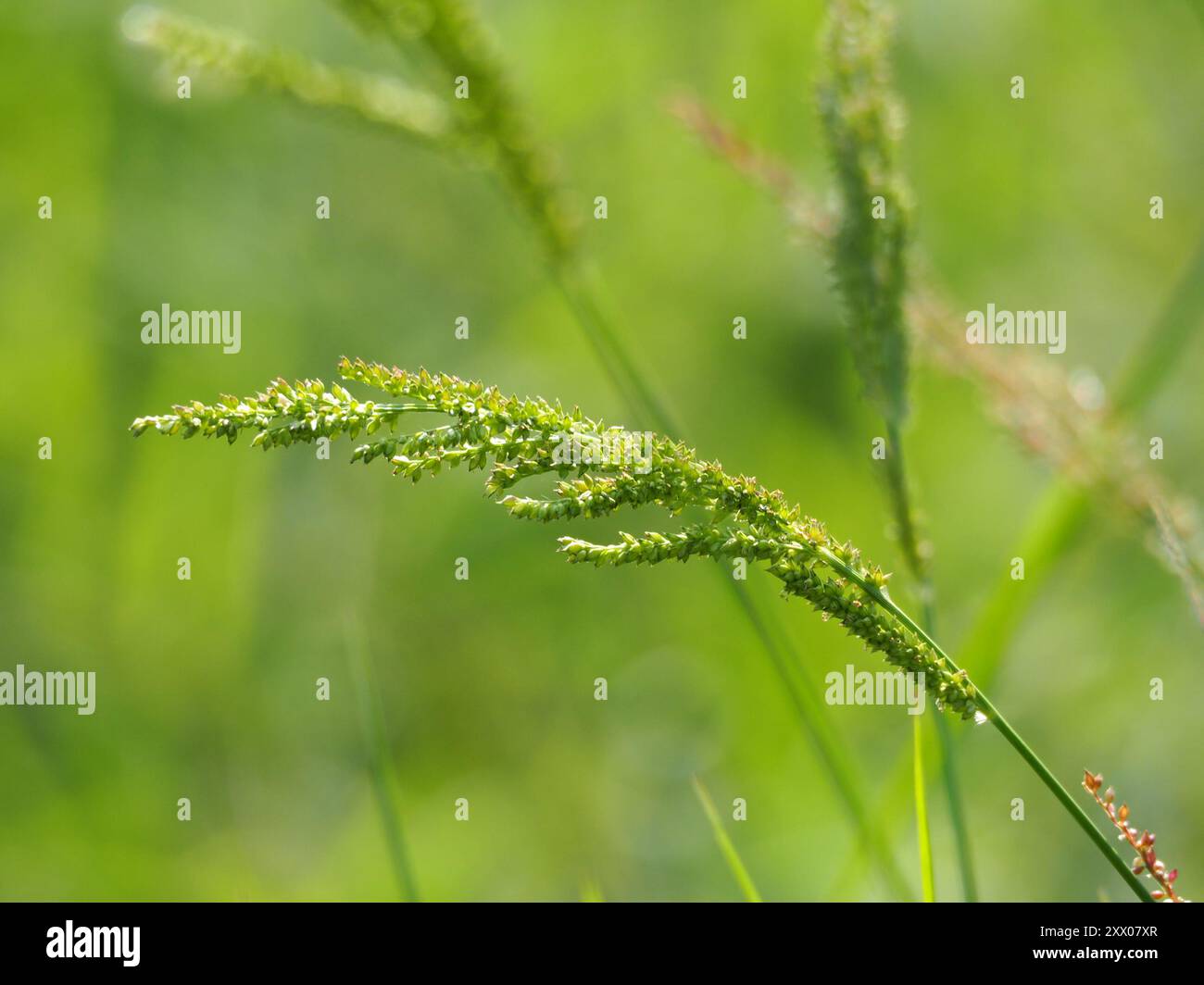 Jungle Rice (Echinochloa colonum) Plantae Stock Photo - Alamy