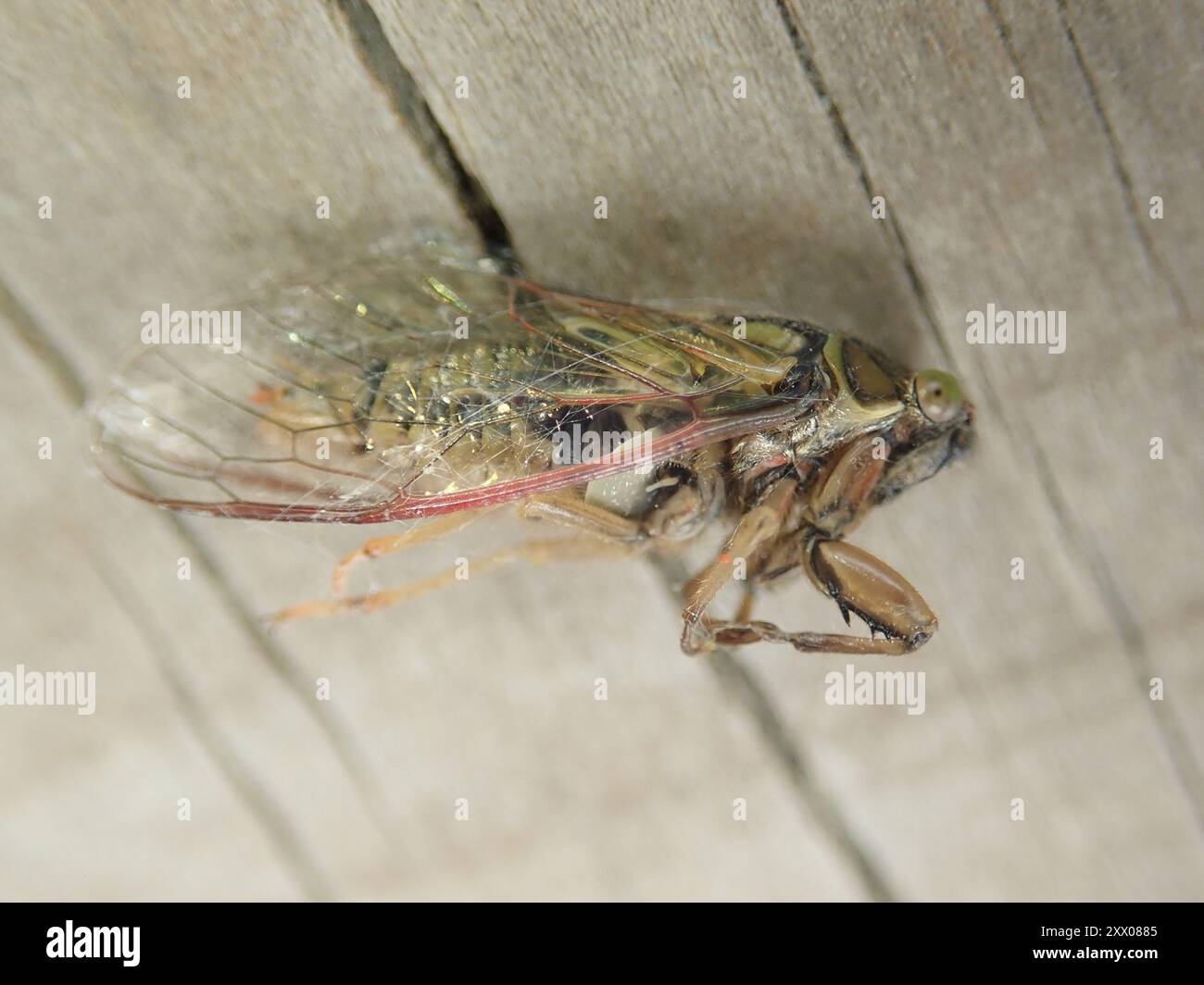 Kikihi Cicadas (Kikihia) Insecta Stock Photo - Alamy