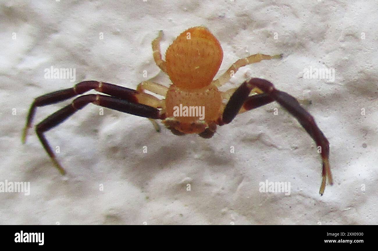 Crab Spiders (Thomisidae) Arachnida Stock Photo - Alamy