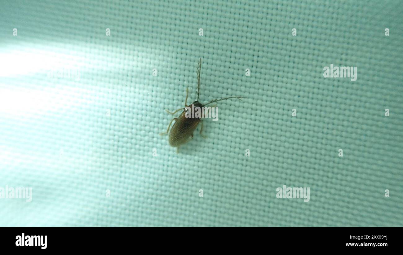 Toe-winged Beetles (Ptilodactylidae) Insecta Stock Photo - Alamy