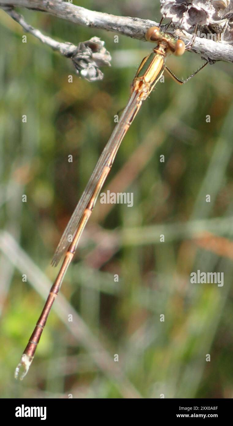 Slender Ringtail (Austrolestes analis) Insecta Stock Photo - Alamy