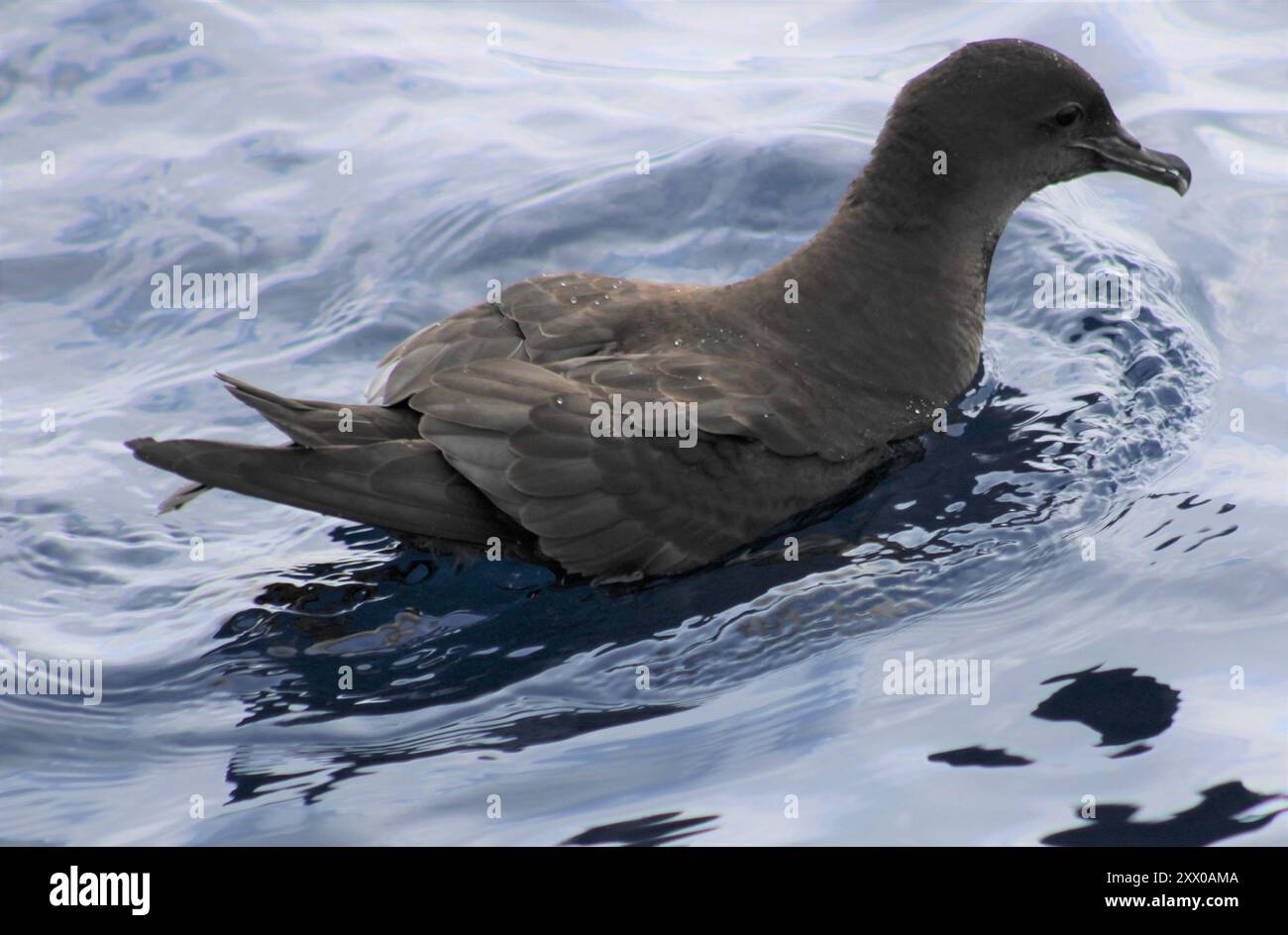 Shorttailed Shearwater (Ardenna tenuirostris) Aves Stock Photo Alamy