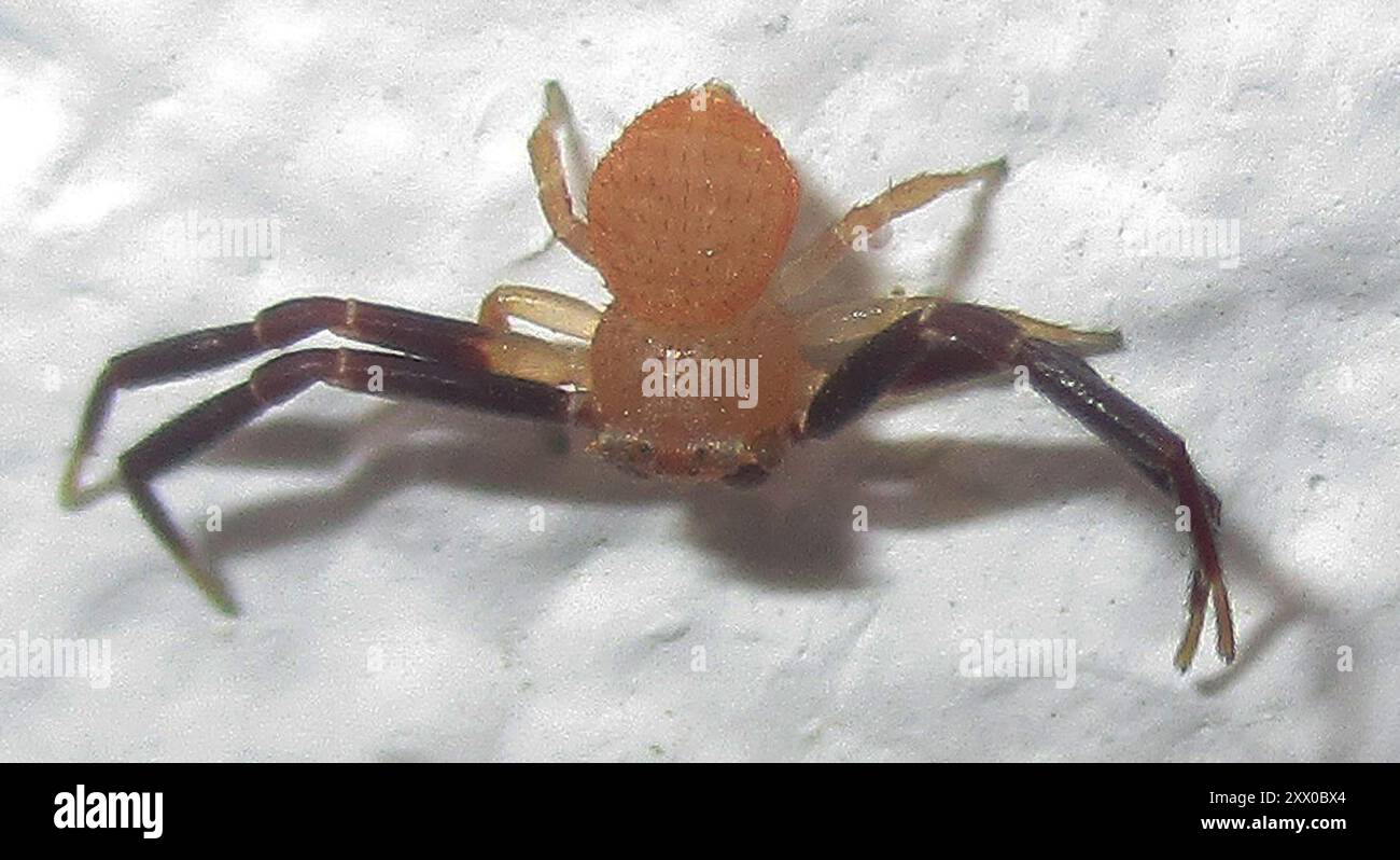 Crab Spiders (Thomisidae) Arachnida Stock Photo - Alamy